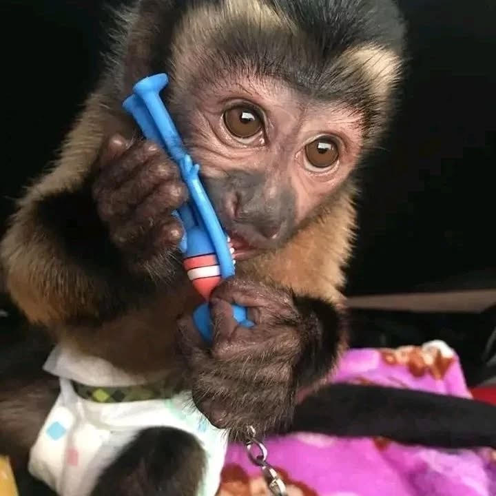 Capuchin Duke Male Capuchin Monkey Capuchin Duke Male Capuchin Monkey