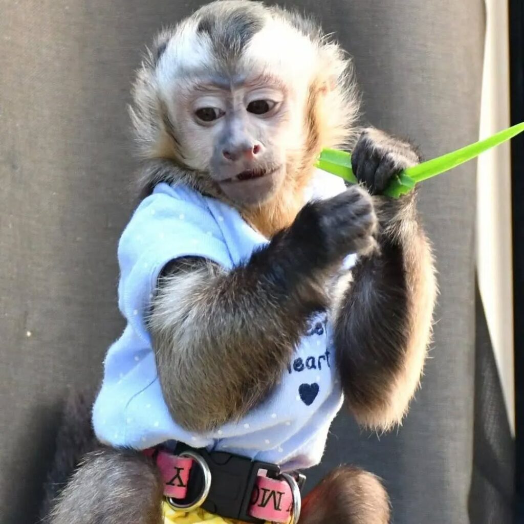 Capuchin Jingo Male Capuchin Monkey Capuchin Jingo Male Capuchin Monkey