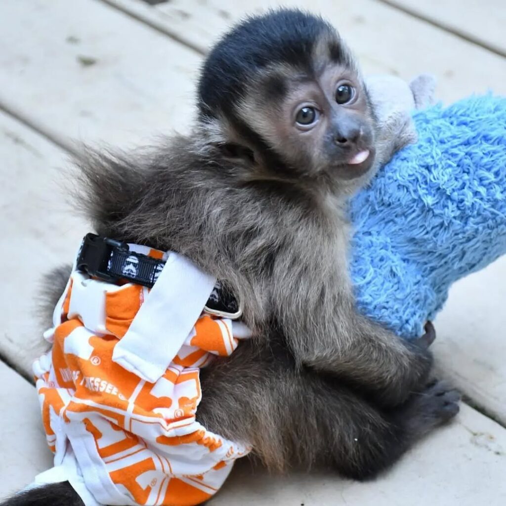 Capuchin Koda Female 11 weeks old Capuchin Monkey Capuchin Koda Female 11 weeks old Capuchin Monkey
