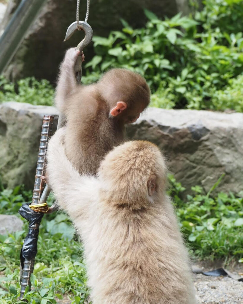 Macaque Karl Male Macaque Monkey 11 weeks Macaque Karl Male Macaque Monkey 11 weeks