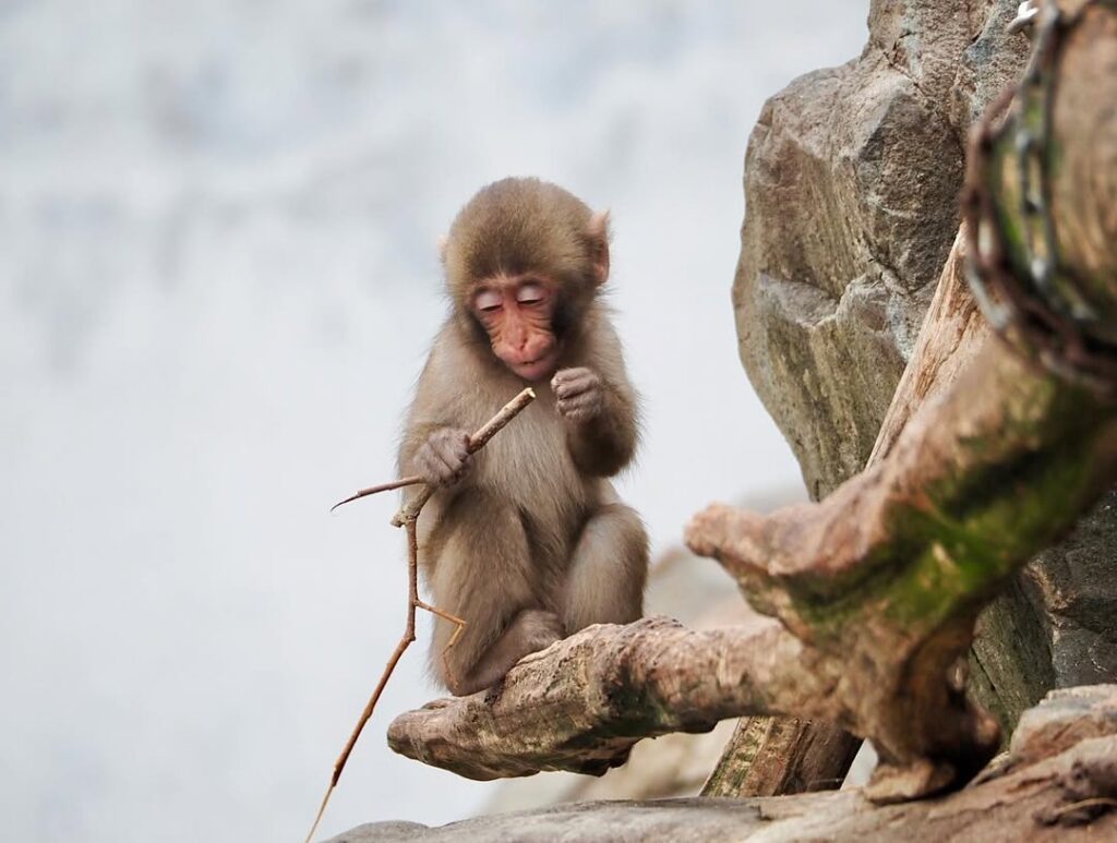 Macaque Loen Male Macaque Monkey 11 Weeks Macaque Loen Male Macaque Monkey 11 Weeks