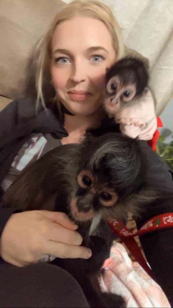 Spider Ali 14 weeka.old Ali Male Spider Monkey Spider Ali 14 weeka.old Ali Male Spider Monkey