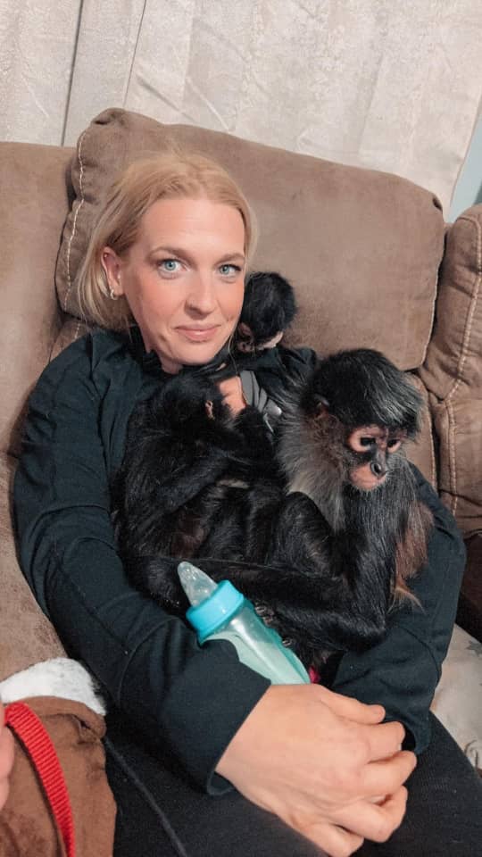 Spider Lom 14 weeks Female Spider Monkey Spider Lom 14 weeks Female Spider Monkey