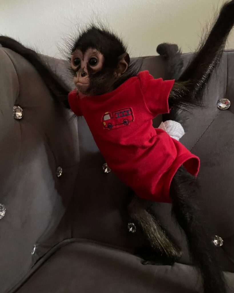 Spider Mac.14 weeks.old Mac Male Spider Monkey, Spider Mac.14 weeks.old Mac Male Spider Monkey,
