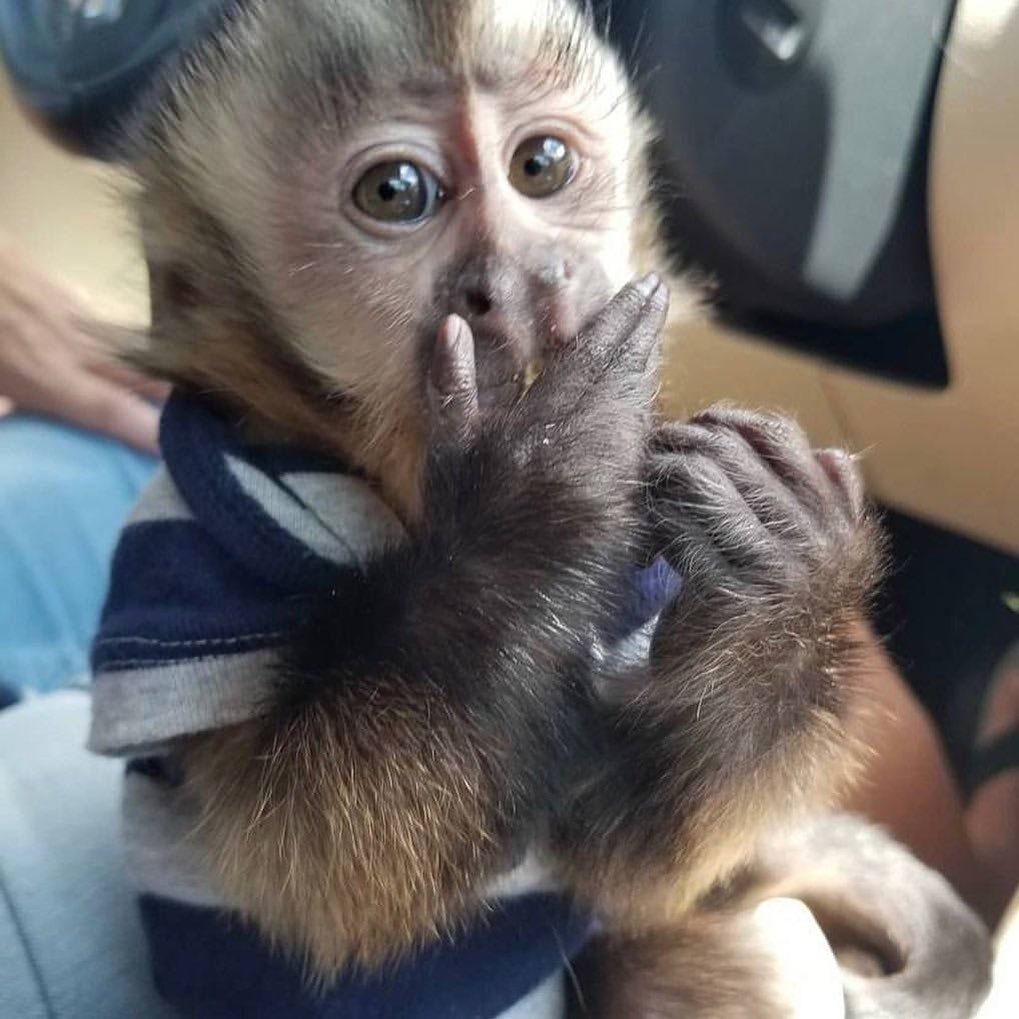 Capuchin Pipkin Male Capuchin Monkey Capuchin Pipkin Male Capuchin Monkey