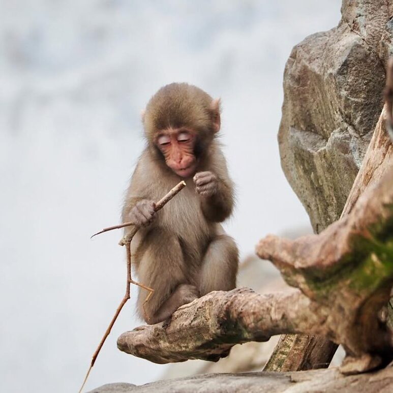 Macaque Loen Male Macaque Monkey 11 Weeks