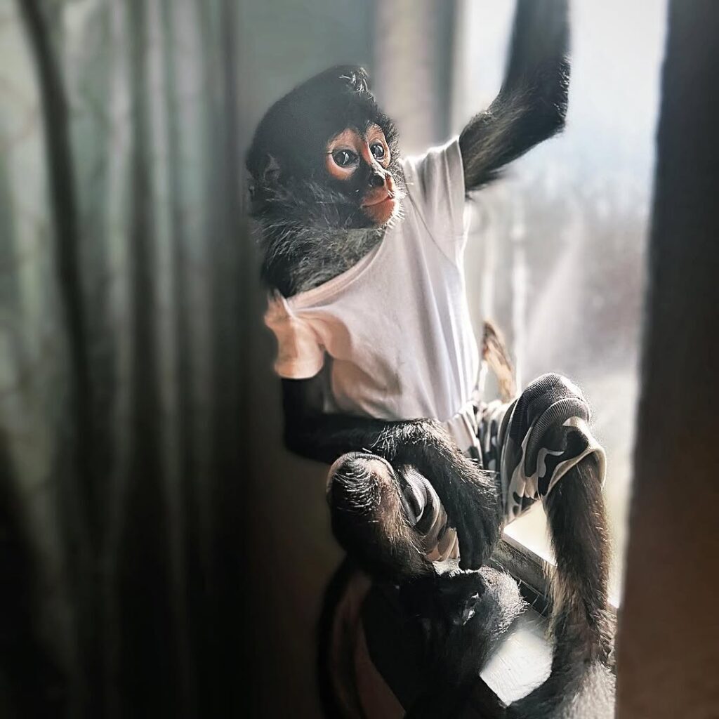 Spider ZaZa Male Spider Monkey